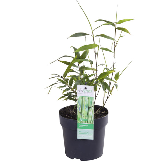 Phyllostachys 'Bissetii' Bambus – Ø14cm Topf, ca. 40cm hoch