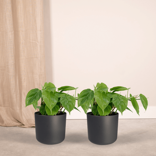 2x Philodendron Scandens – pflegeleichte Hängepflanzen Ø12 cm
