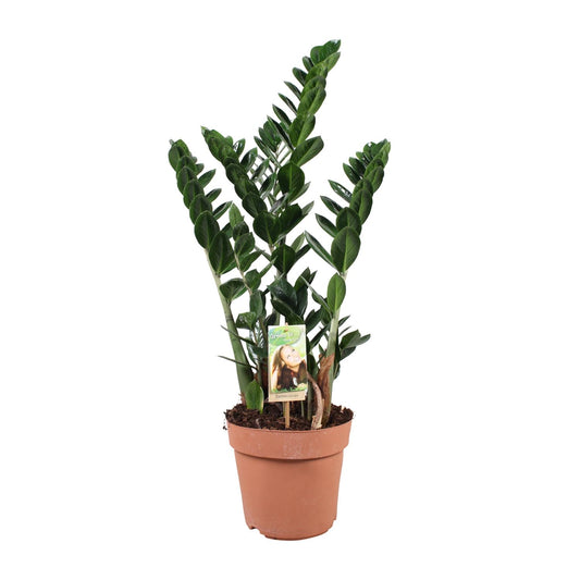 Zamioculcas - Pflegeleichte XXL-Zimmerpflanze Ø21cm