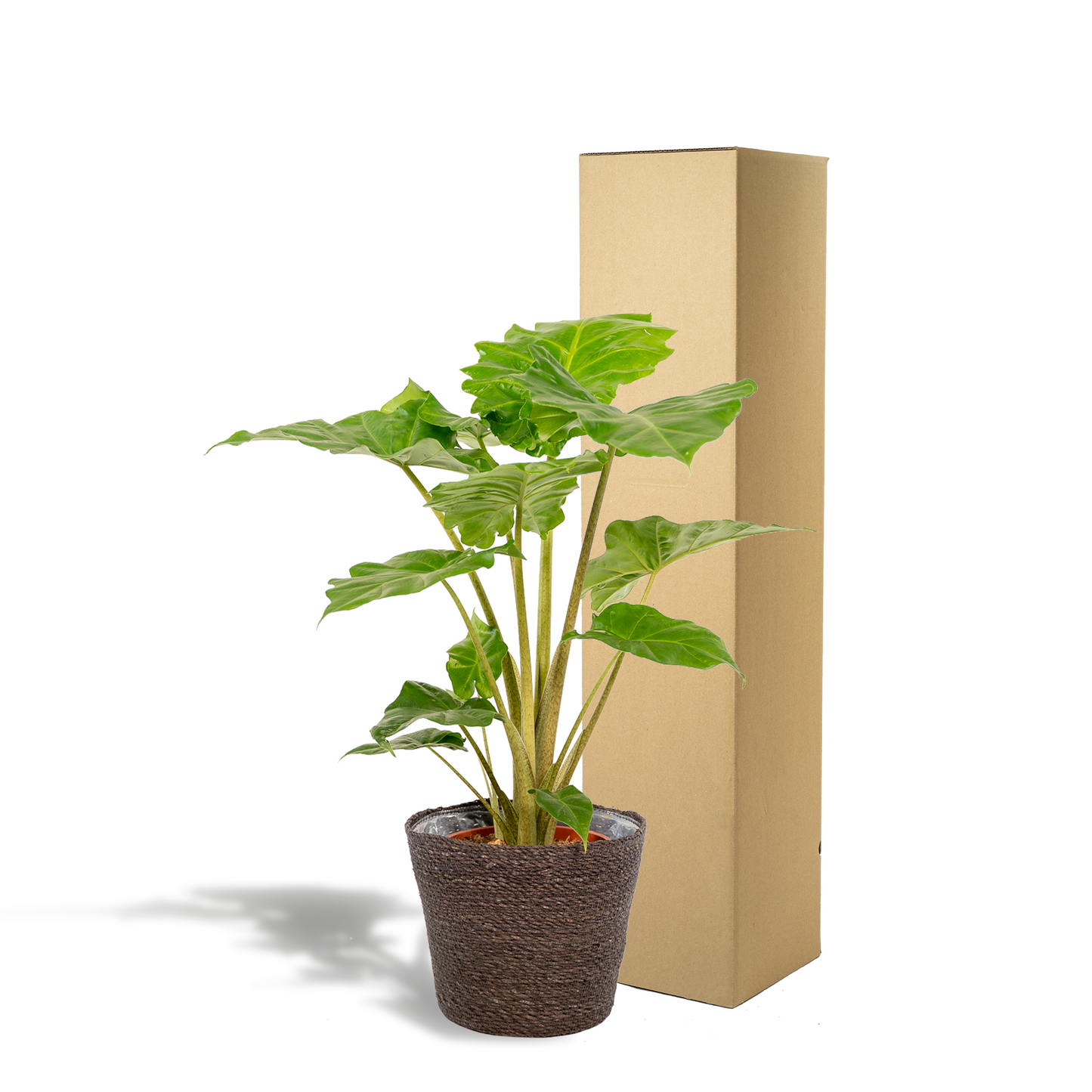 Alocasia Portodora Ø21cm – Elefantenohr mit Korb Igmar