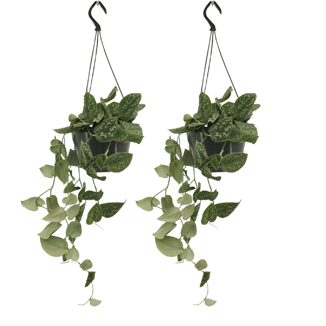Scindapsus Pictus - 2er Set Ø15cm - Kletterpflanze