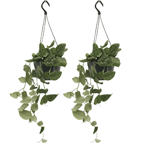 Scindapsus Pictus - 2er Set Ø15cm - Kletterpflanze