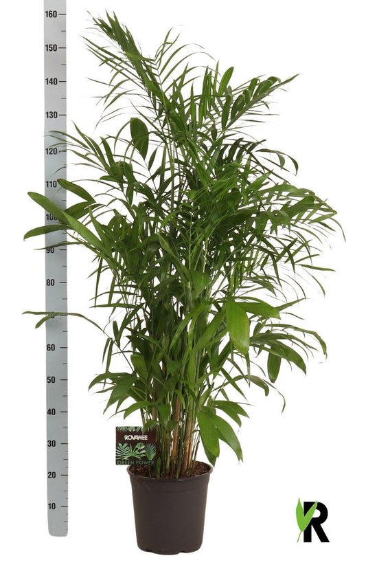 Chamaedorea Seifrizii – Elegante Zwergbergpalme für Innenräume