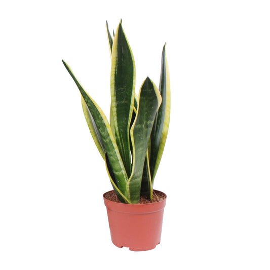 Sansevieria Black Superba – Pflegeleichte Schwiegermutterzunge Ø14cm