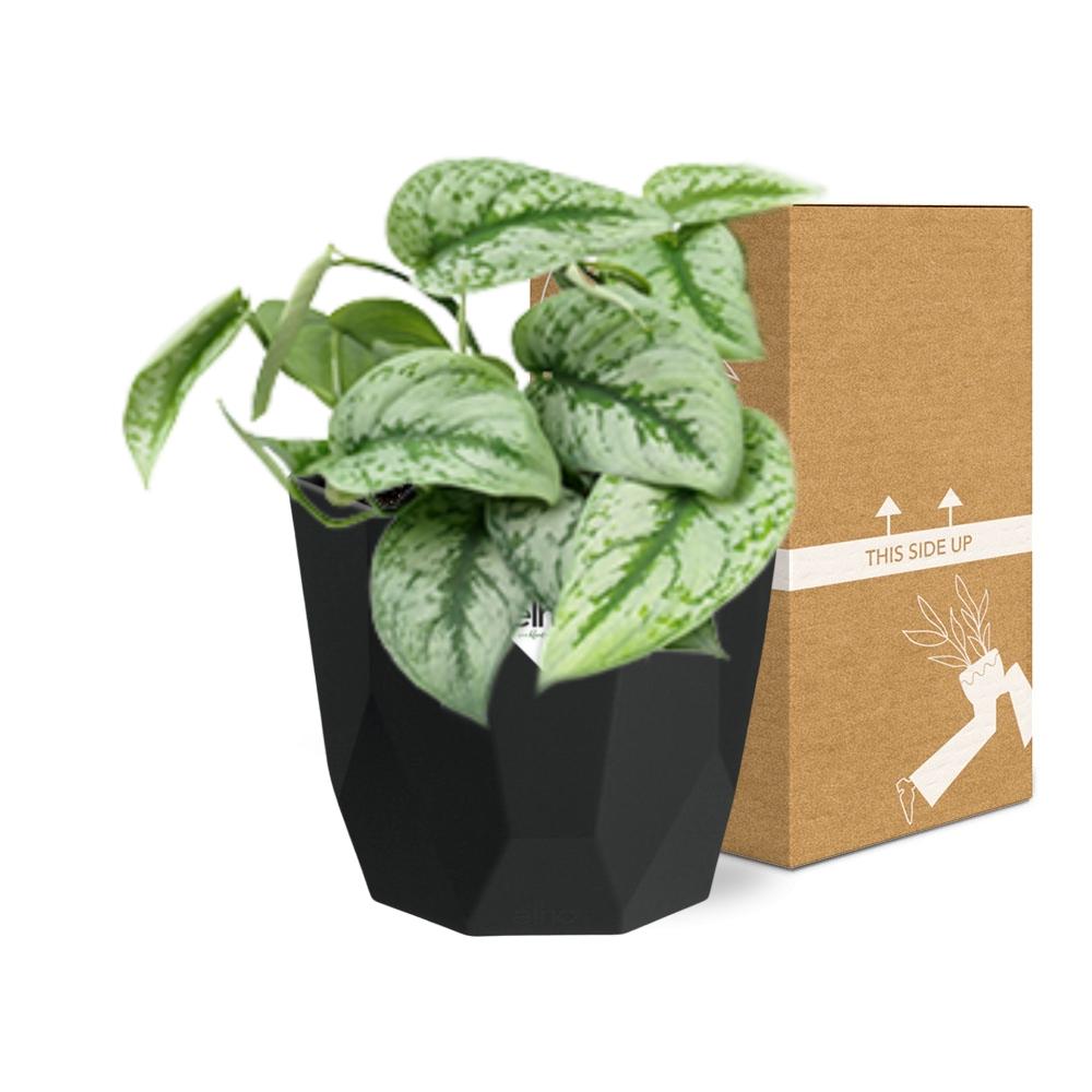 Scindapsus Pictus ‘Trebie’ – pflegeleichter Teufels-Efeu in 14cm Topf