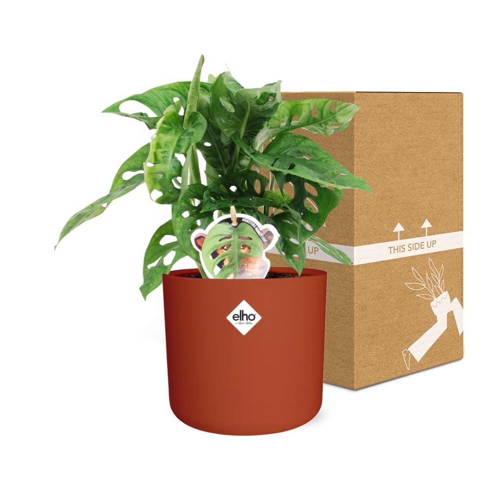 Monstera ‘Monkey Leaf’ im ELHO b.for soft Rond 14cm Brique
