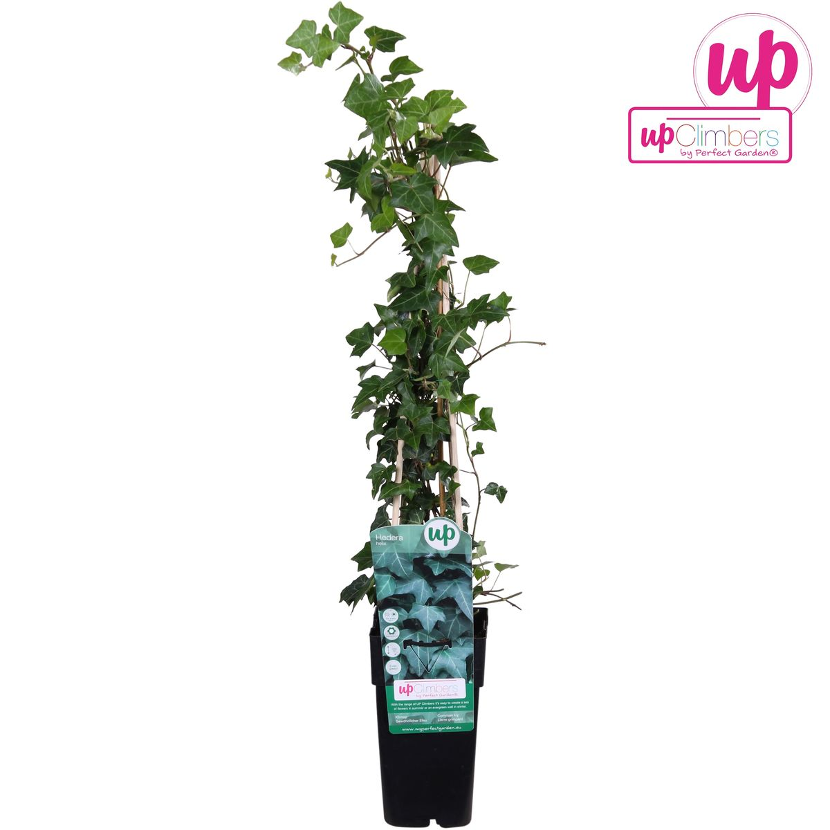 Hedera helix – Pflegeleichte Efeutute Ø15cm, 65cm hoch