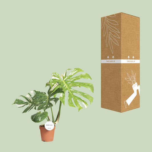 Monstera Thai Constellation – Pflegeleichte XXL-Zimmerpflanze