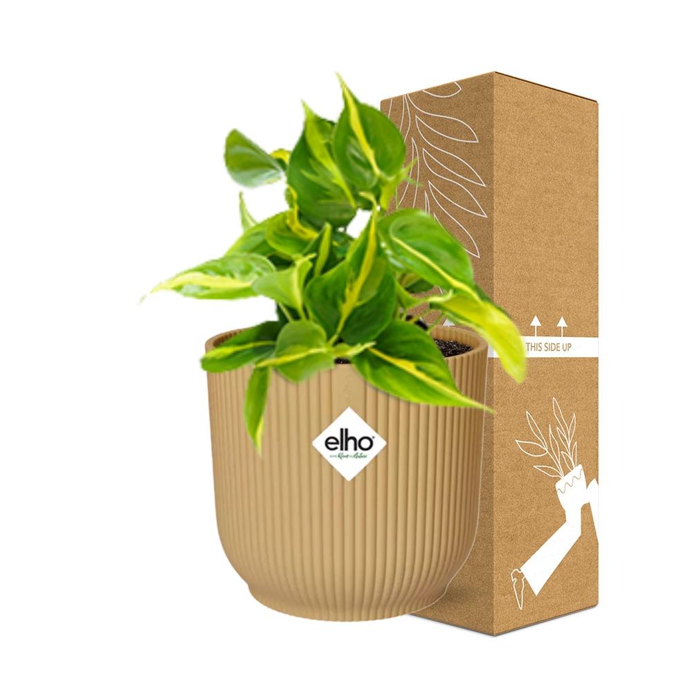Philodendron Scandens ‘Brasil’ im ELHO Vibes Fold 14cm Gelb