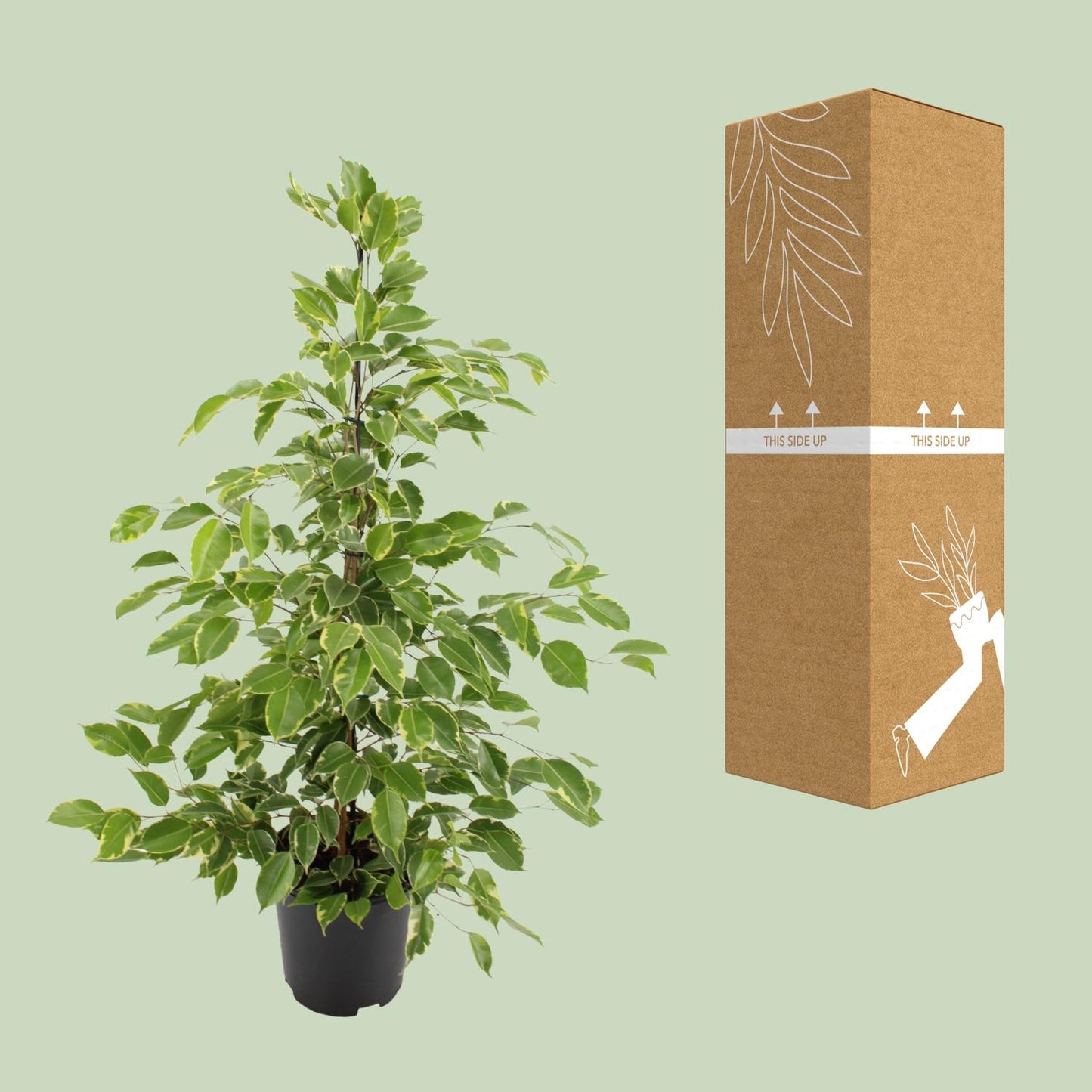Ficus benjamina Goldenking – pflegeleichter Zimmerbaum Ø21cm