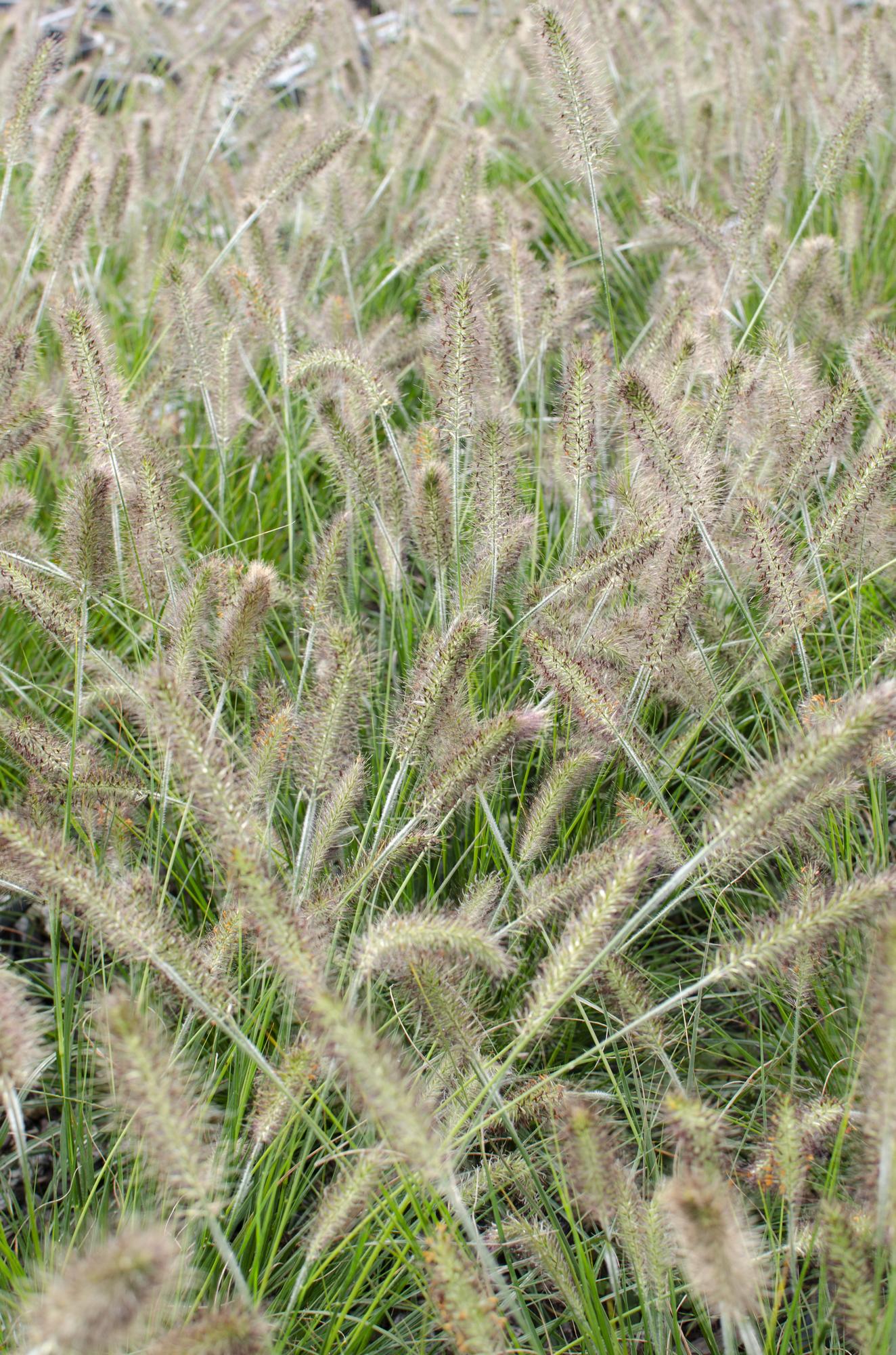 Pennisetum alopecuroides 'Hameln' – Pflegeleichtes Lampenputzergras