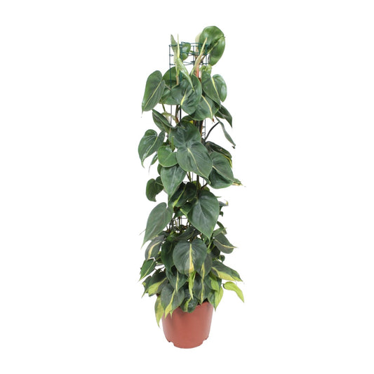 Philodendron Scandens Brasil – Pflegeleichter Herzblatt-Philodendron Ø24cm