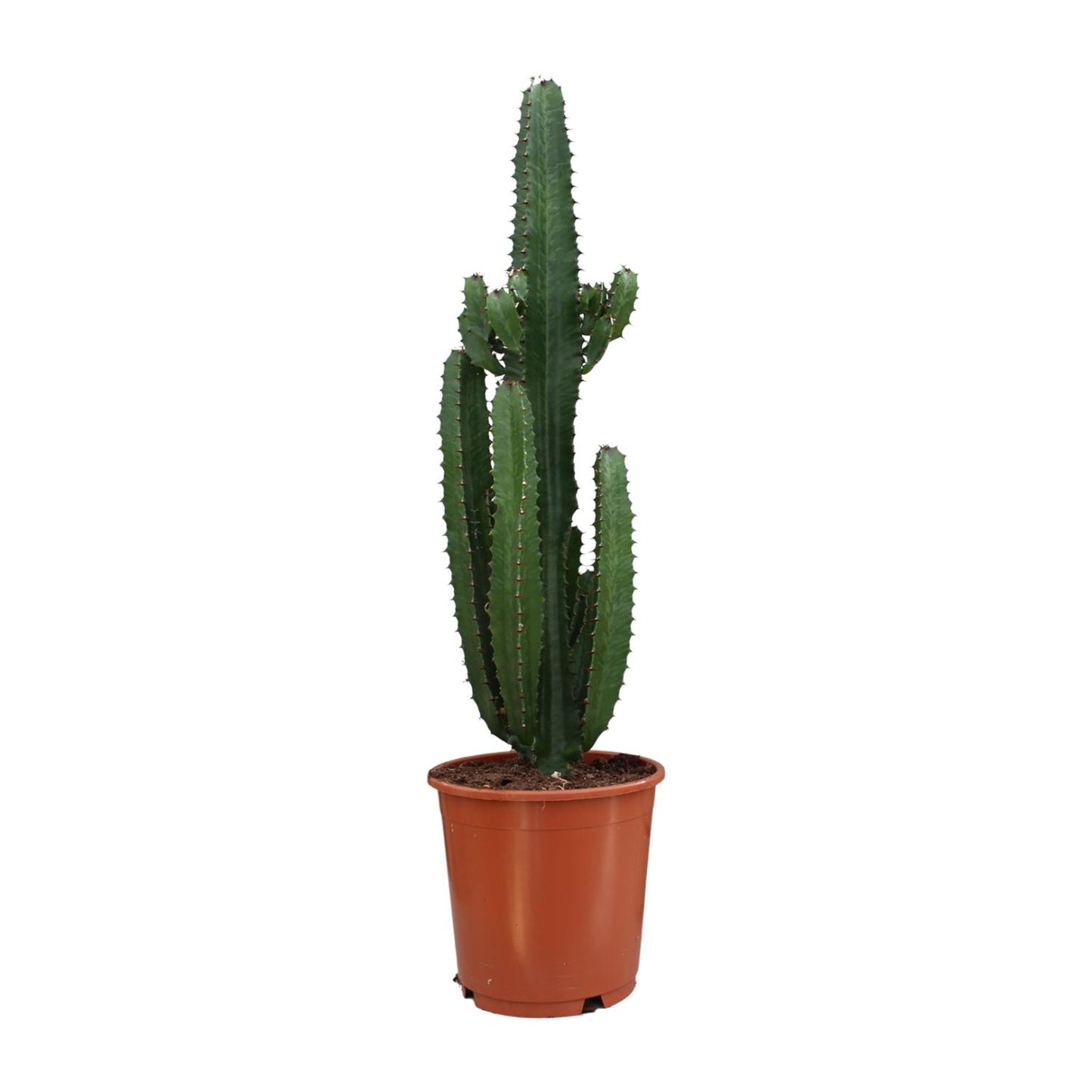 Euphorbia Acrurensis – Moderne, pflegeleichte Zimmerpflanze Ø24cm