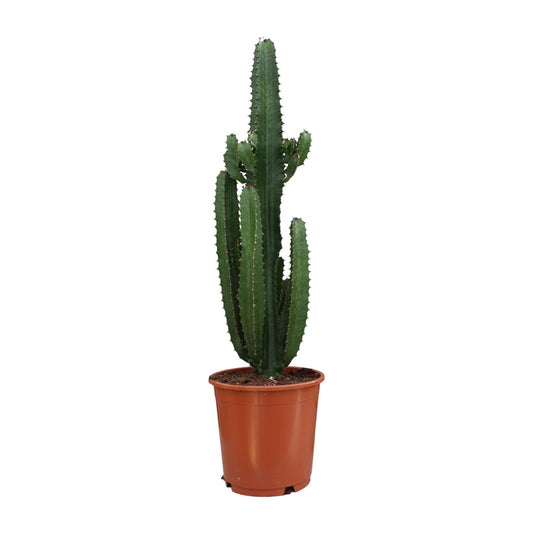 Euphorbia Acrurensis – Moderne, pflegeleichte Zimmerpflanze Ø24cm