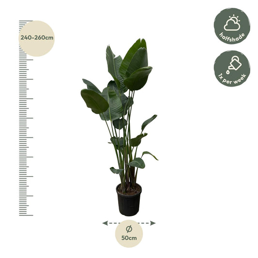 Strelitzia Nicolai XXL – Weißer Paradiesvogel 250 cm