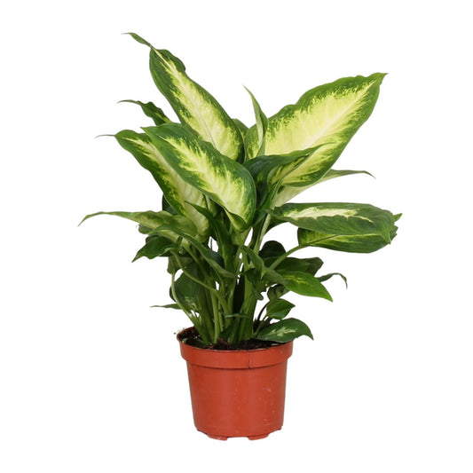 Dieffenbachia Camilla - Pflegeleichte Zimmerpflanze Ø12cm