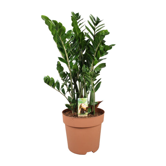 Zamioculcas Zamiifolia – Pflegeleichte XXL-Zimmerpflanze Ø30cm