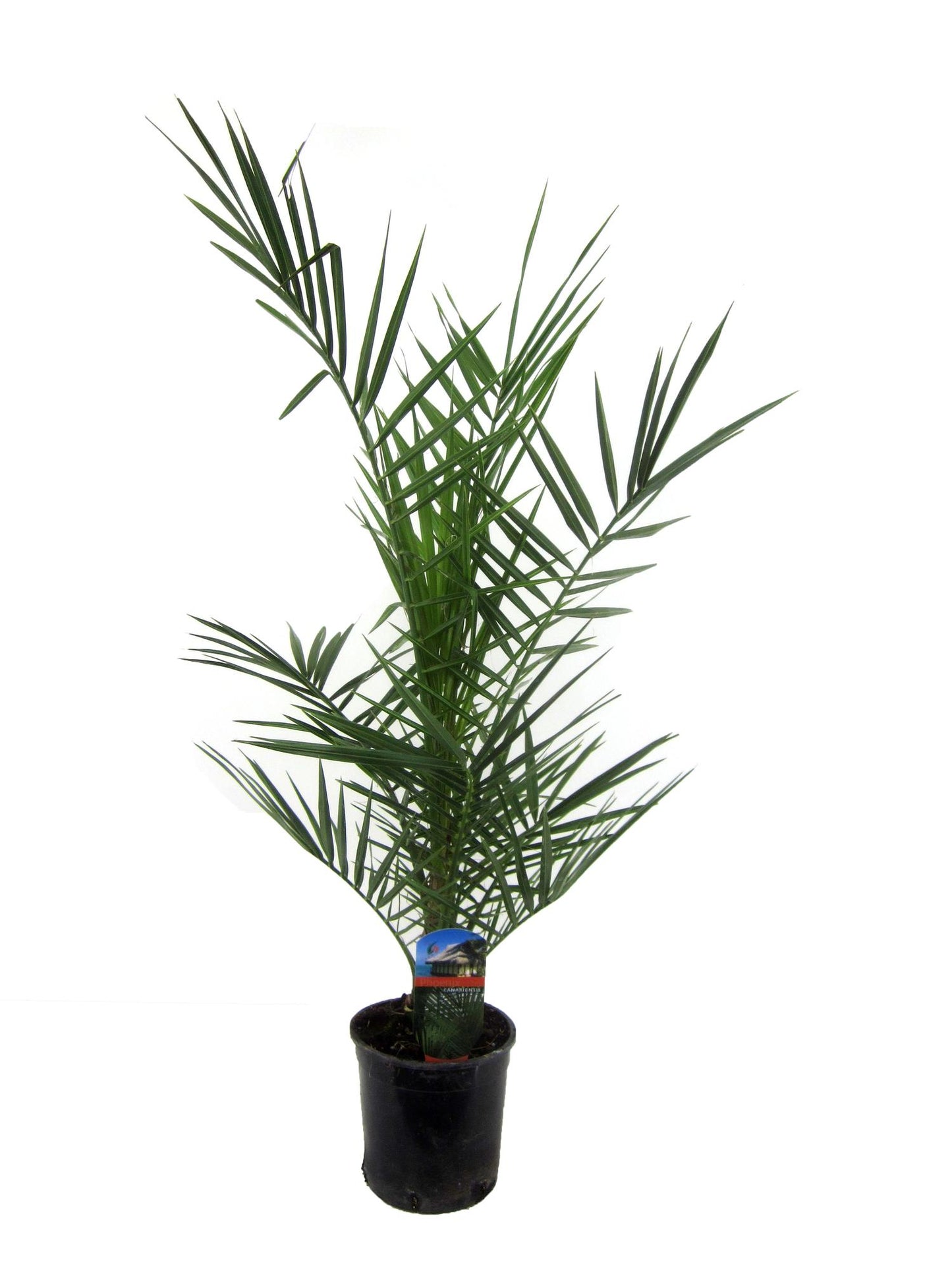Phoenix Canariensis - Kanarische Dattelpalme 80 cm