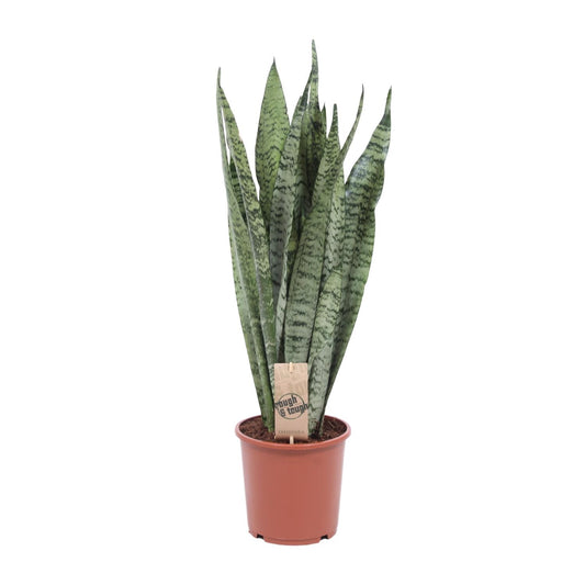 Sansevieria Zeylanica – Pflegeleichte Schwiegermutterzunge Ø17cm