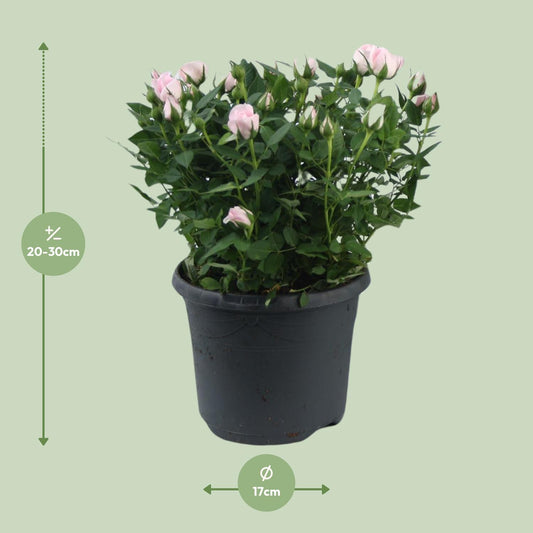 Rosa Jewel Patio Baby - Topfrose Ø17cm, Höhe 30cm