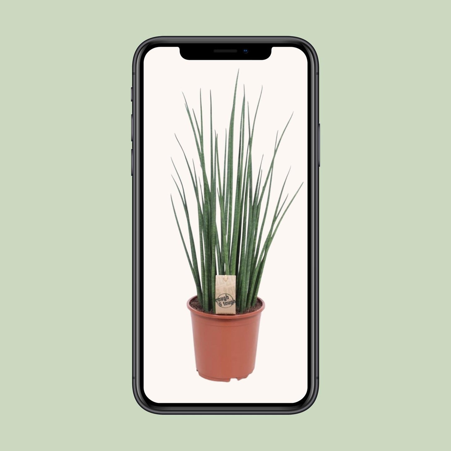Sansevieria Mikado – Pflegeleichte Schwiegermutterzunge Ø19cm