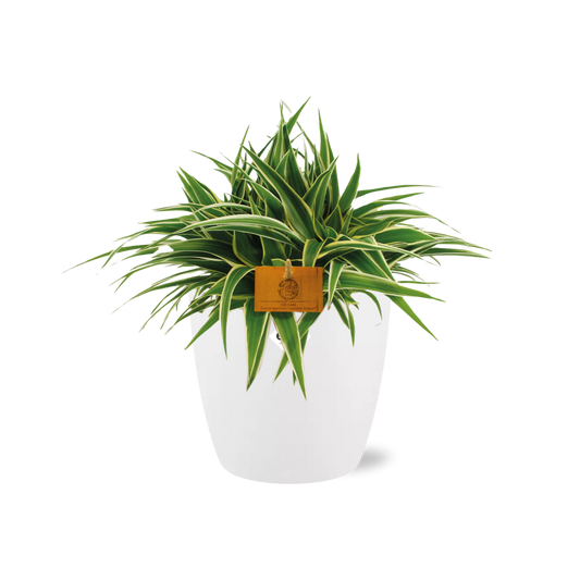 Chlorophytum Ocean 15cm in ELHO brussels 16cm weiß