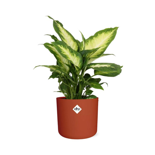 Dieffenbachia ‘Camilla’ – Pflegeleichte Zimmerpflanze im ELHO Topf