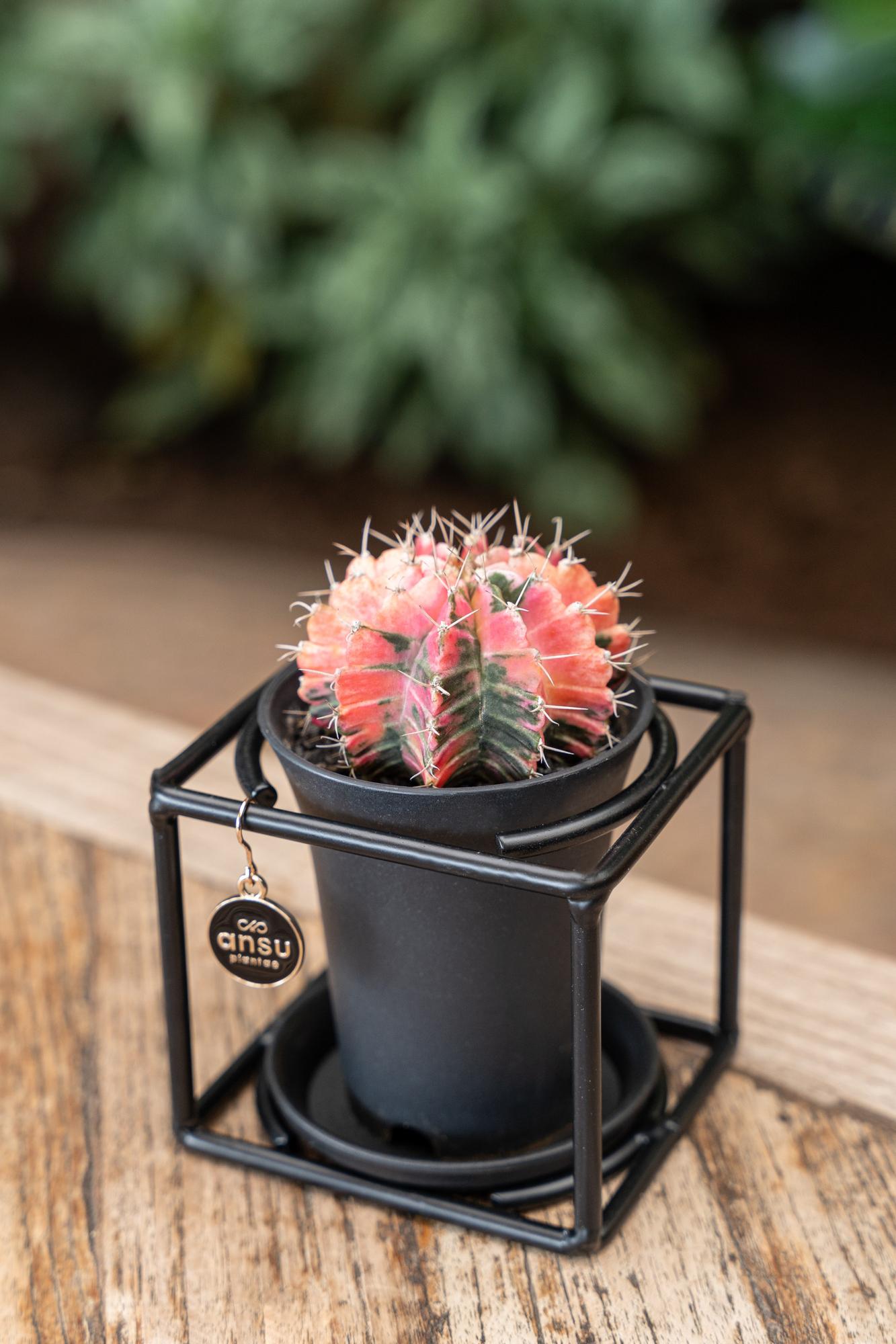 Rosa Kaktus im modernen Designrahmen Ø10cm