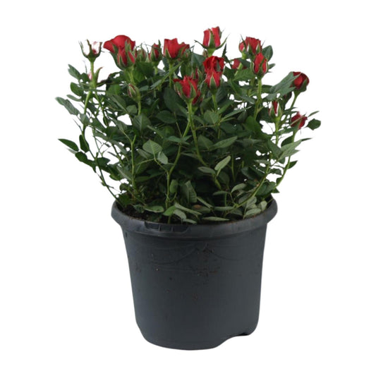 Rosa Jewel Patio Hot - Topfrose Ø17cm, Höhe 30cm