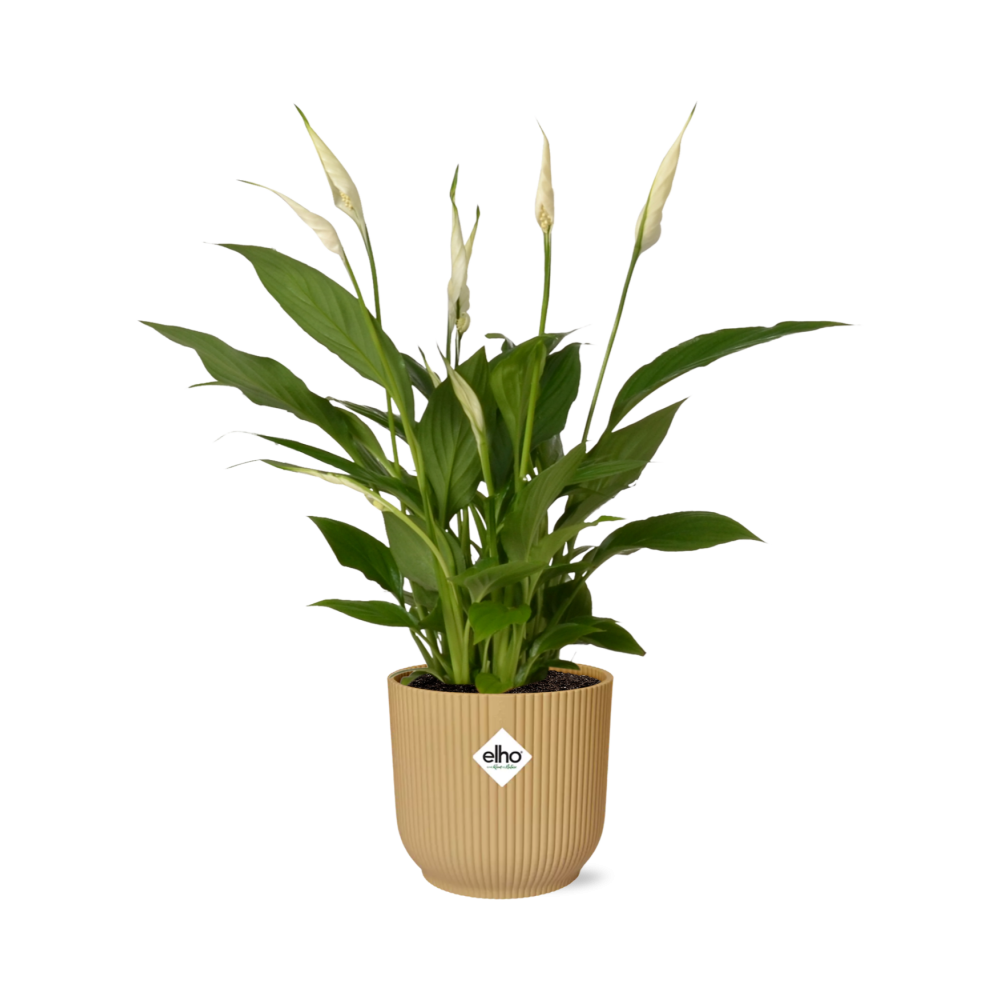 Spathiphyllum Torelli 12 cm im ELHO Vibes Fold Topf Gelb