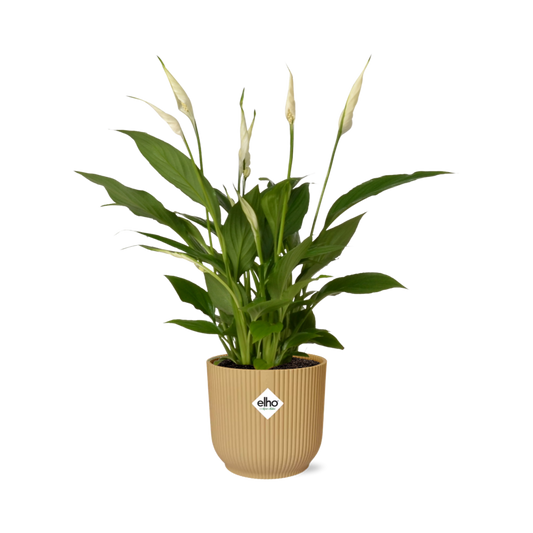 Spathiphyllum Torelli 12 cm im ELHO Vibes Fold Topf Gelb