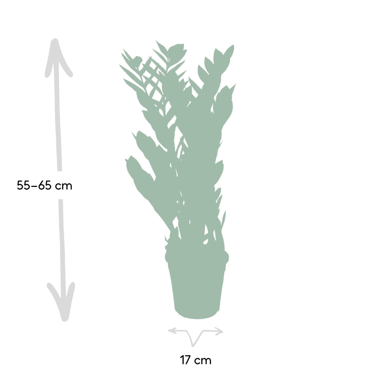 Zamioculcas Zamiifolia – Pflegeleichte Zimmerpflanze Ø17cm