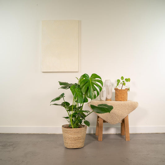 Monstera Deliciosa im stilvollen Körbchen – Ø 21 cm, 80 cm hoch
