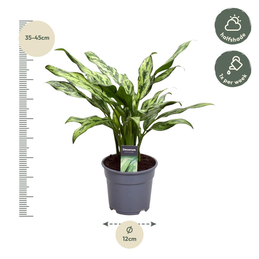 Aglaonema Juliette – Elegante, pflegeleichte Zimmerpflanze 40 cm