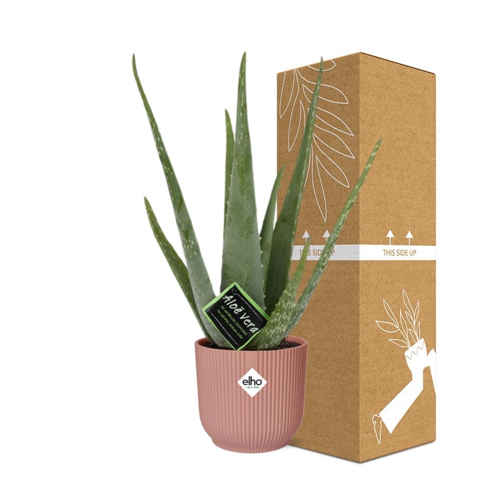 Aloe Vera 12cm im stylischen ELHO Vibes Fold Topf rosa