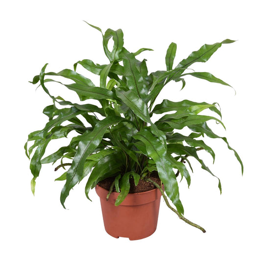 Microsorum diversifolium – Känguru-Farn Ø12cm, 25cm hoch