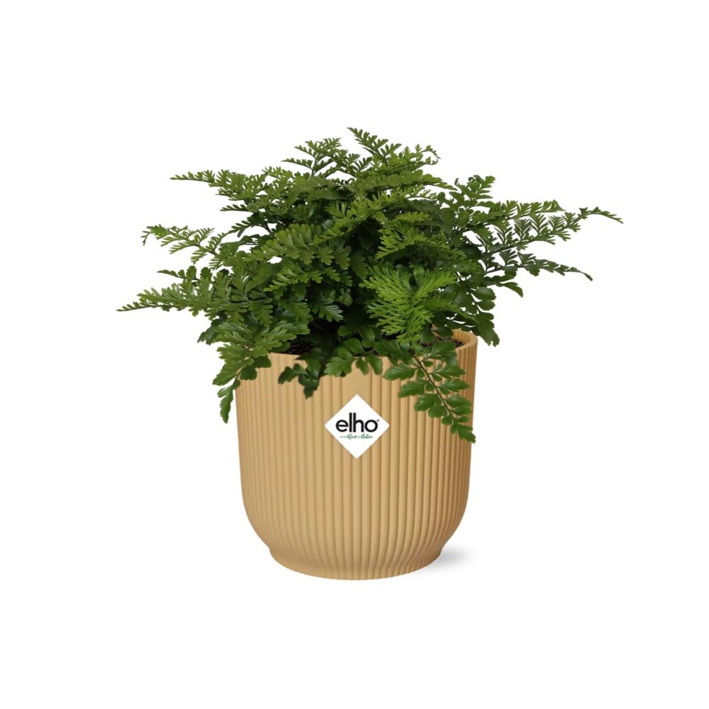 Asplenium Parvati – Pflegeleichte Zimmerpflanze im ELHO Vibes Fold Topf