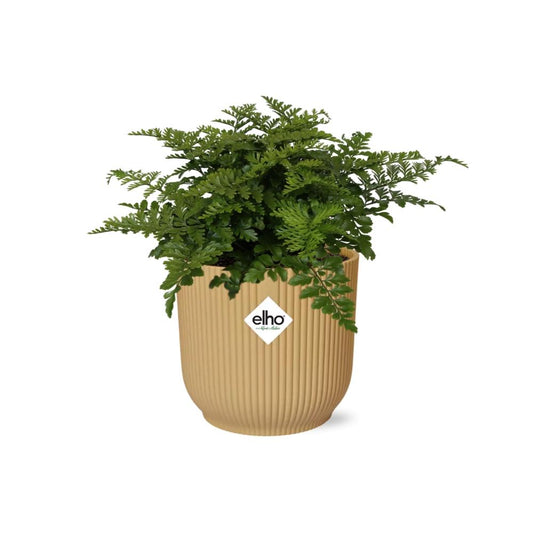 Asplenium Parvati – Pflegeleichte Zimmerpflanze im ELHO Vibes Fold Topf