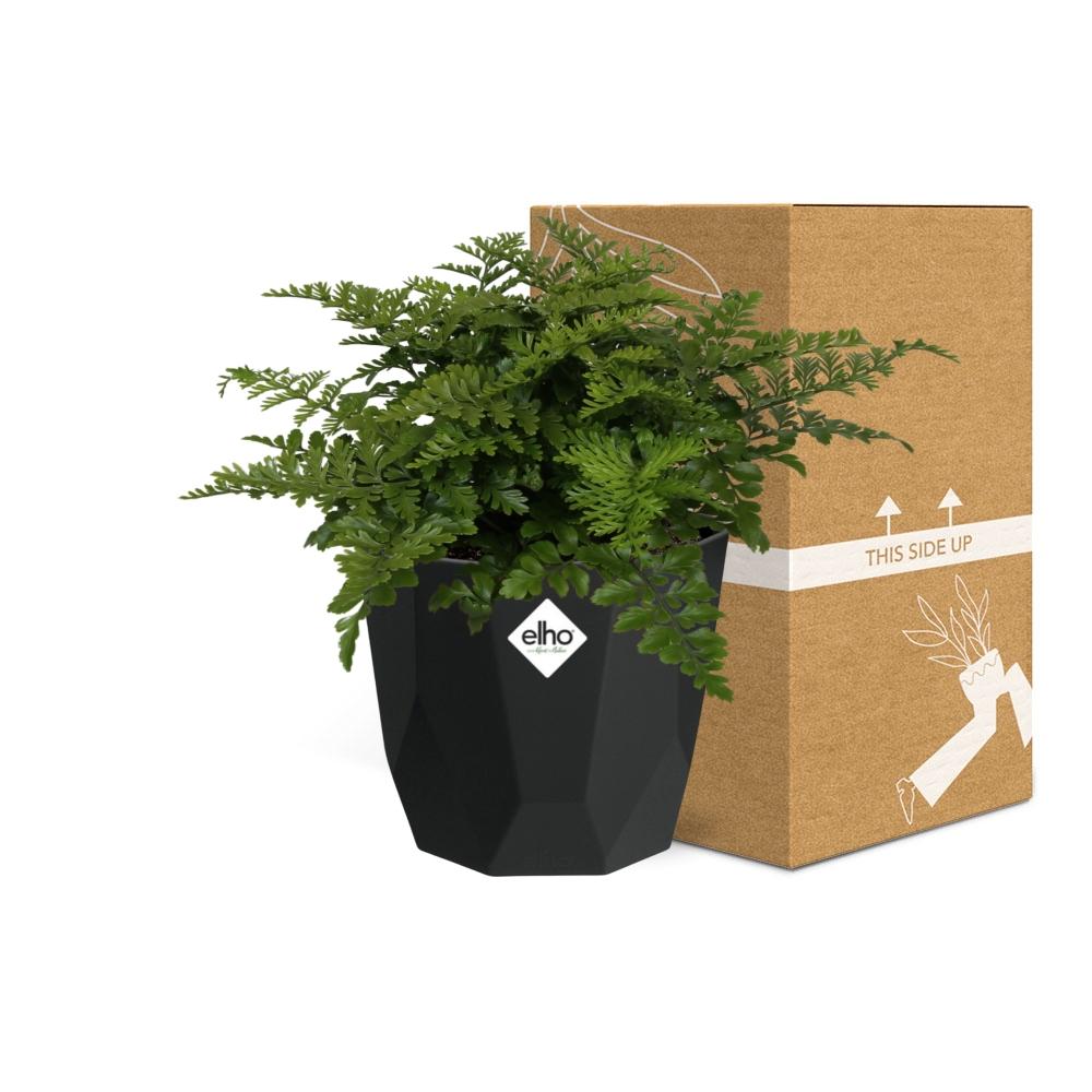Asplenium Parvati – Eleganter Spleenwort-Farn in 14cm Topf