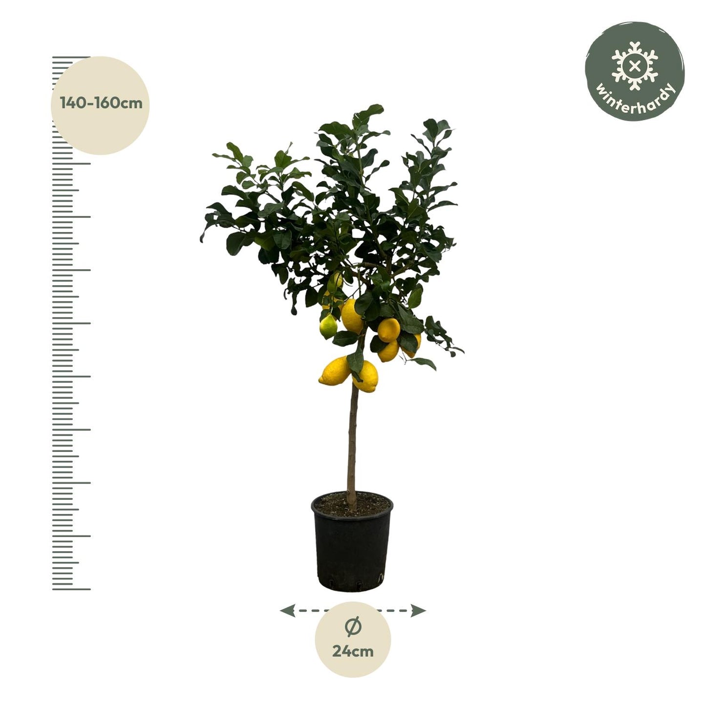 Citrus Lemon (Citroenboom) – 150 cm – Ø24 cm