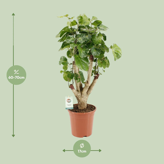 Polyscias Lemon – Pflegeleichte Zimmerpflanze Ø17cm, 65cm hoch