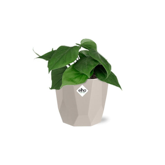 Philodendron Scandens im ELHO b.for rock 14 cm Topf warm grey