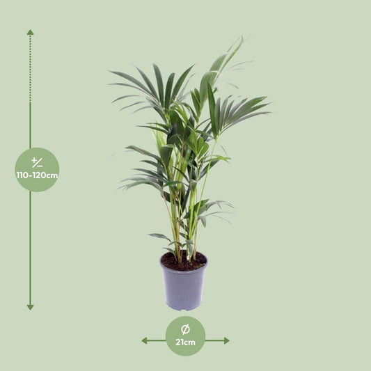Howea Forsteriana (Kentia-Palme) Ø21cm, Höhe 120cm