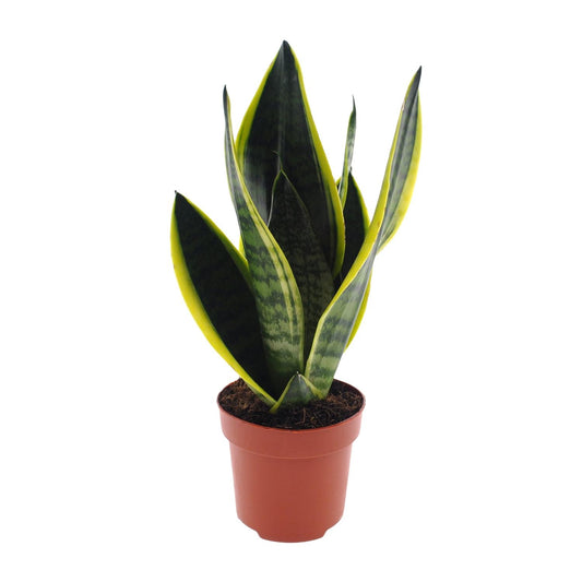 Sansevieria Futura Superba – Pflegeleichte Schwiegermutterzunge Ø12cm