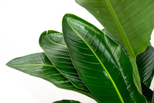 Strelitzia Nicolai de luxe XXL – Weiße Paradiesvogelpalme 250cm