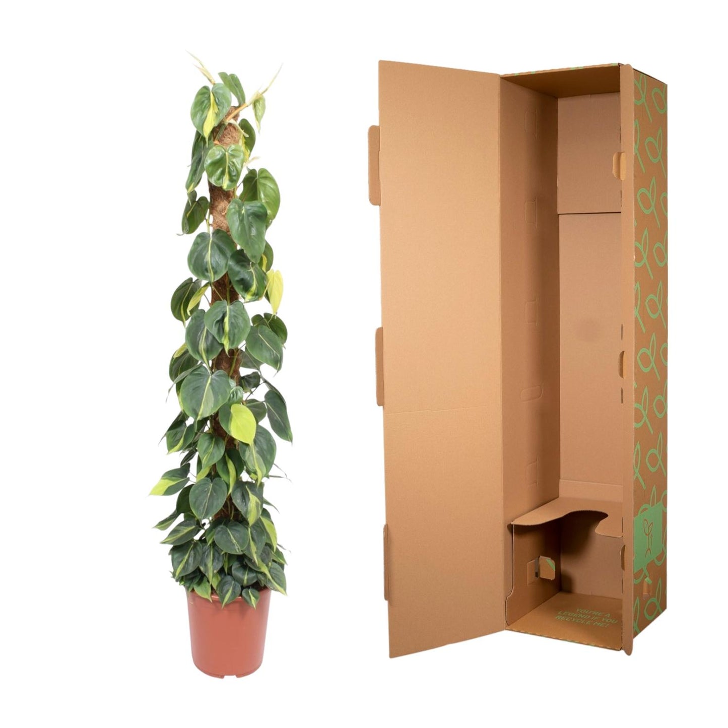 Philodendron Scandens Brasil Moosstab – 150 cm, Ø 27 cm