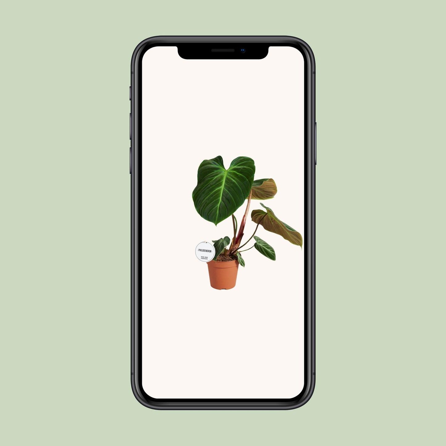 Philodendron El Choco Red – pflegeleichte Zimmerpflanze Ø15cm