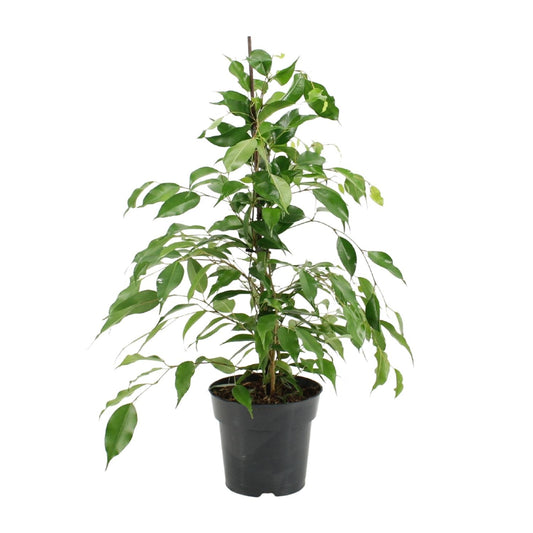Ficus Benjamina Danita – Pflegeleichter Luftreiniger Ø17cm