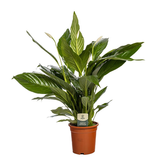 Spathiphyllum Bingo Cupido – Elegante Friedenslilie Ø19cm