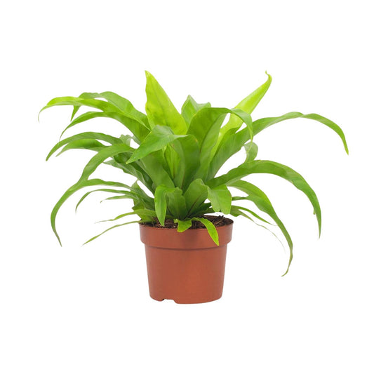 Asplenium Antiquum Milzfarn – Pflegeleichter Zimmerfarn Ø12cm